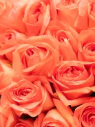 Букет: 51 Оранжевая Роза Кения 45см