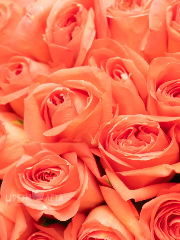 Букет: 51 Оранжевая Роза Кения 45см