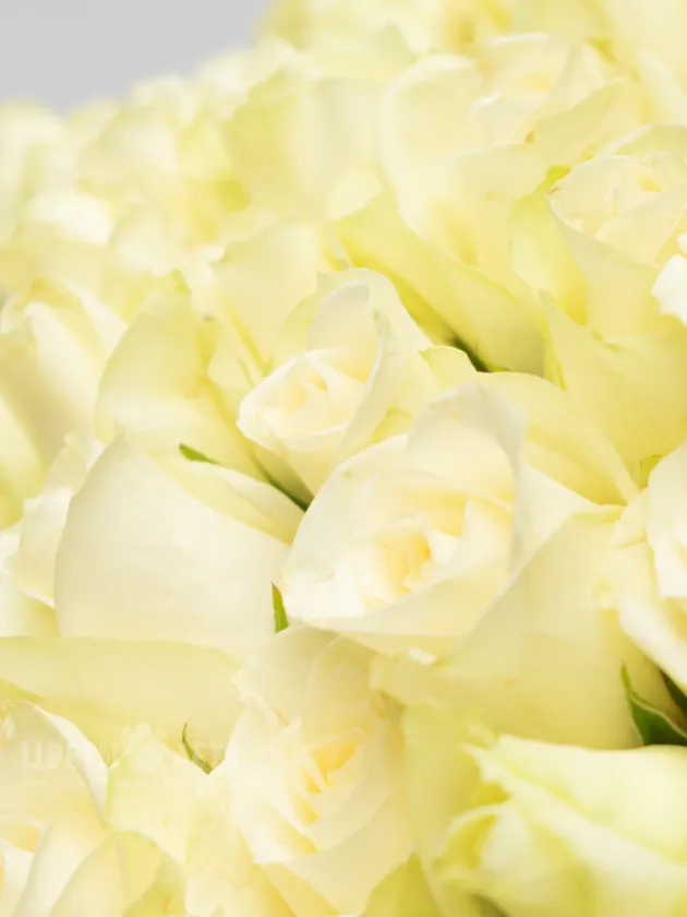 Букет: 51 Белая Роза Кения 45см