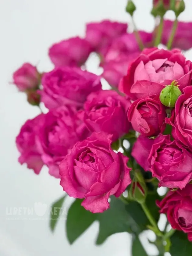 Букет: &laquo;Пионовидная кустовая роза&raquo; 