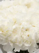 Букет: &laquo;Белые Диантусы"