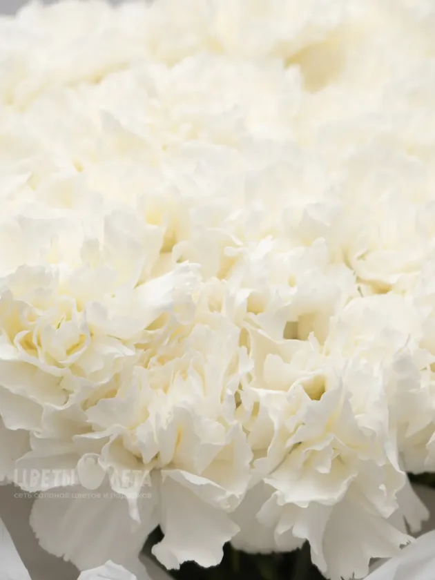 Букет: &laquo;Белые Диантусы"
