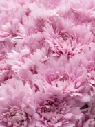 Букет: &laquo;Розовая Хризантема Балтика&raquo;