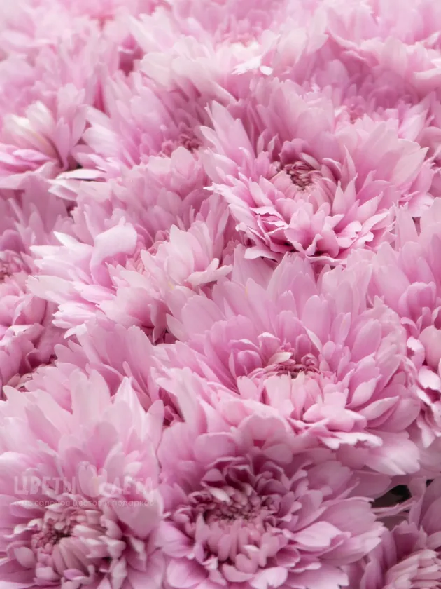 Букет: &laquo;Розовая Хризантема Балтика&raquo;