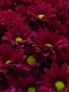 Букет: &laquo;Фиолетовые Хризантемы&raquo;