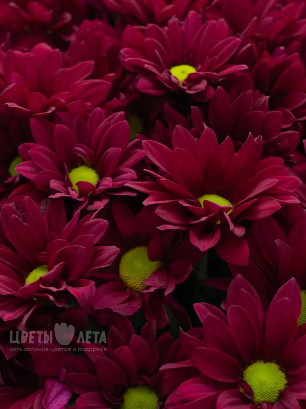 Букет: &laquo;Фиолетовые Хризантемы&raquo;