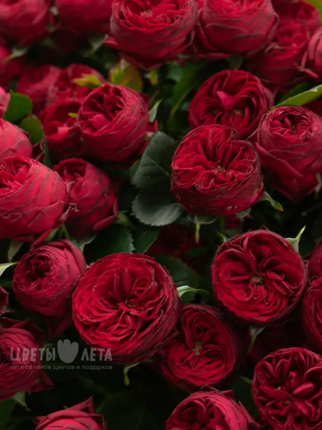 Букет из 51 Красной Кустовой Розы