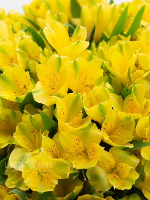 Монобукет: &laquo;Желтая Альстромерия&raquo;