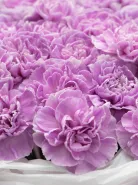 Монобукет: &laquo;Лавандовые Диантусы&raquo;