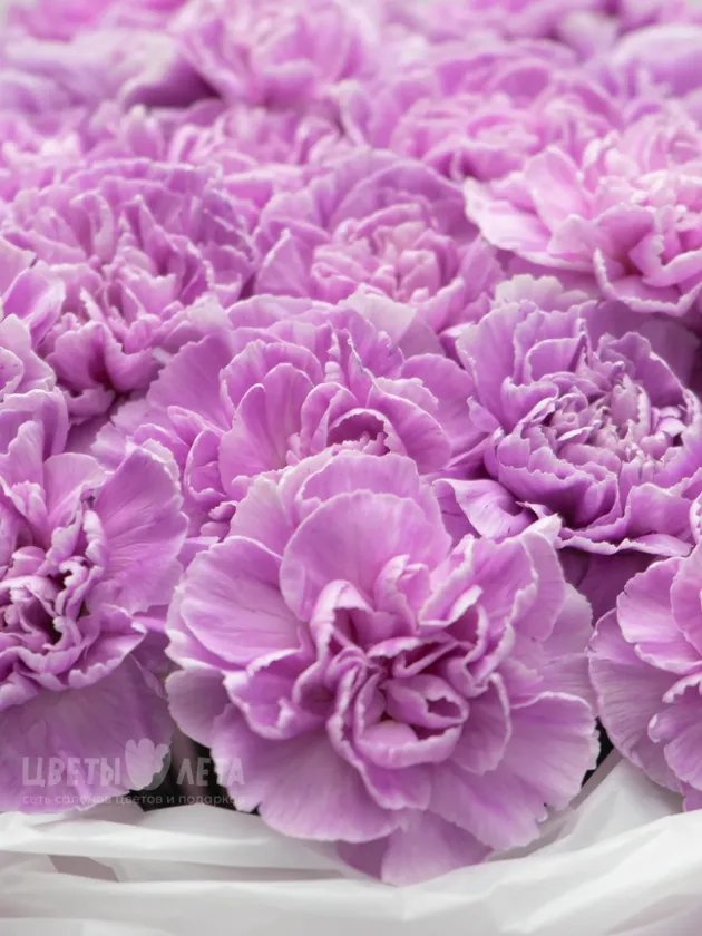 Монобукет: &laquo;Лавандовые Диантусы&raquo;