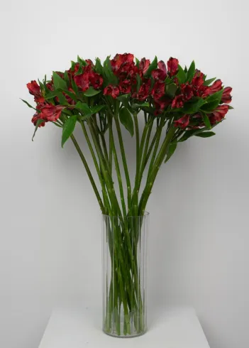Букет макси: &laquo;Красная Альстромерия&raquo;  от интернет-магазина цветов в 