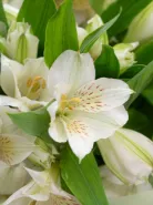 Монобукет: &laquo;Белая Альстромерия&raquo;