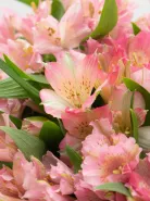 Монобукет: &laquo;Розовая Альстромерия&raquo;