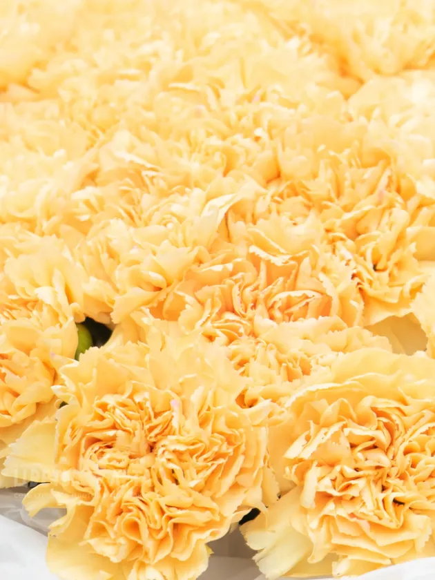 Букет: &laquo;Желтый Диантус&raquo;