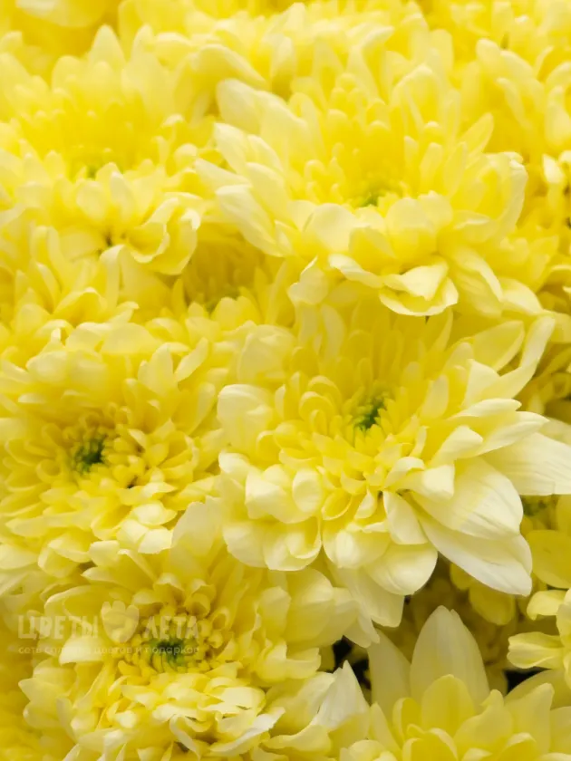 Букет: &laquo;Желтая Хризантема Балтика&raquo;