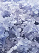 Композиция со стабилизированной Лавандовой Гортензией