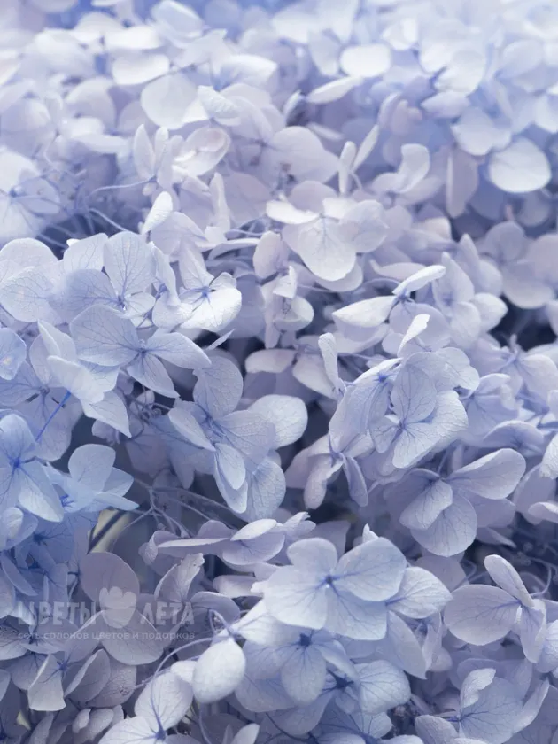 Композиция со стабилизированной Лавандовой Гортензией