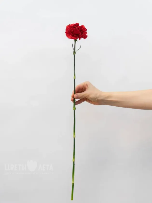 Гвоздика красная 