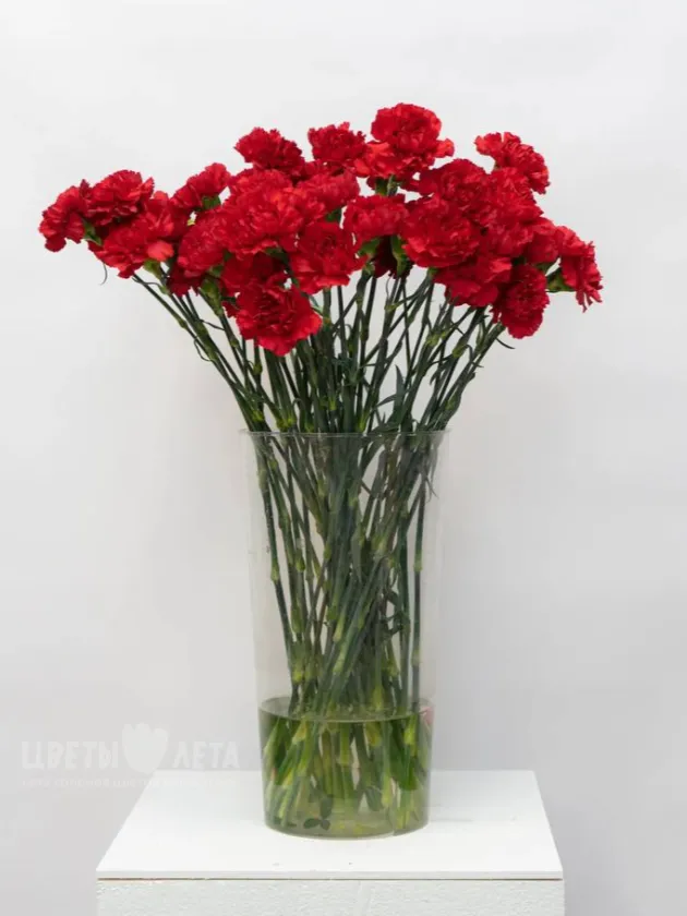 Гвоздика красная 