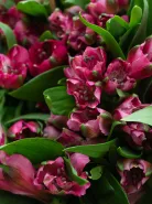 Монобукет: &laquo;Ярко-Розовая Альстромерия&raquo;