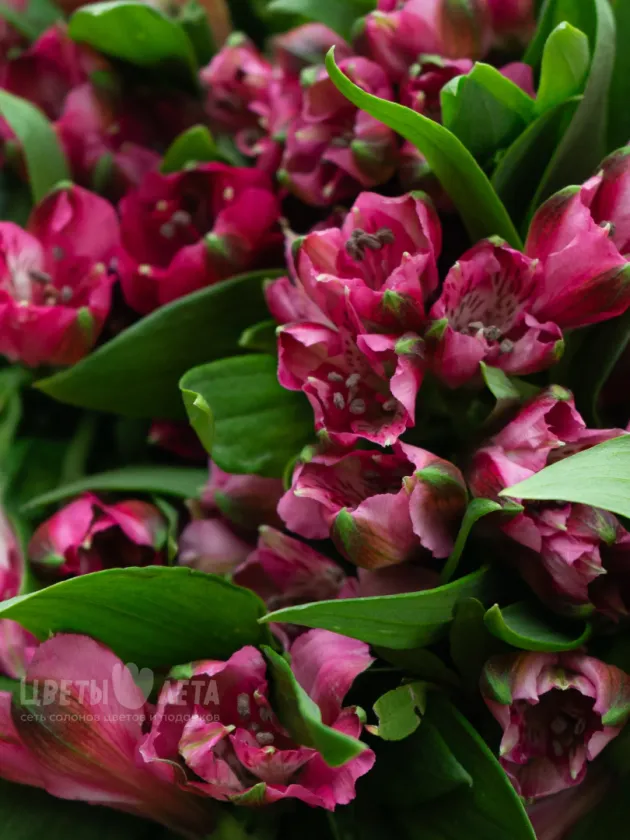 Монобукет: &laquo;Ярко-Розовая Альстромерия&raquo;