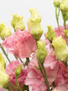 Монобукет: &laquo;Розовая Эустома&raquo;