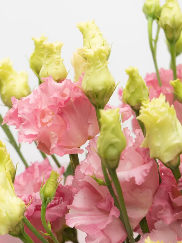 Монобукет: &laquo;Розовая Эустома&raquo;