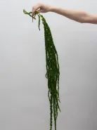 Амарант Зеленый