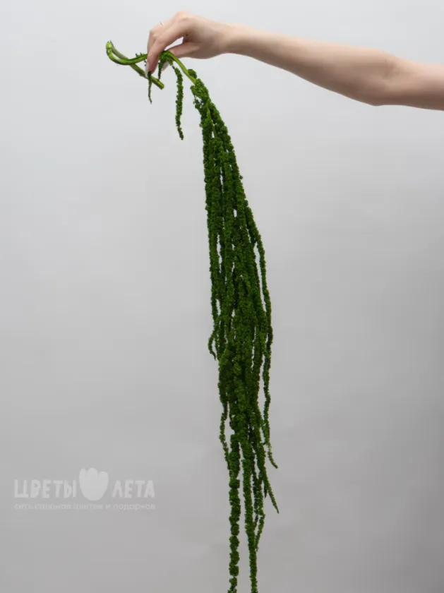 Амарант Зеленый