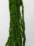 Амарант Зеленый