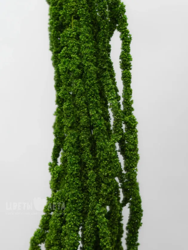 Амарант Зеленый