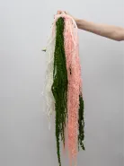 Амарант Зеленый