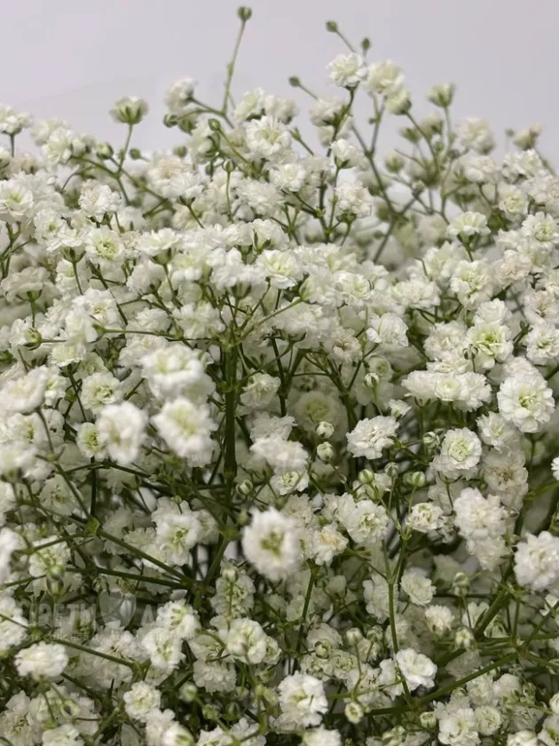 Букет: &laquo;Белоснежное облако 5&raquo;