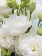 Букет: &laquo;Белоснежная Эустома&raquo;