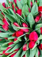 Букет: &laquo;Красный Тюльпан 51&raquo;