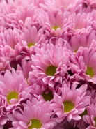 Букет: &laquo;Розовая Ромашковая Хризантема&raquo;