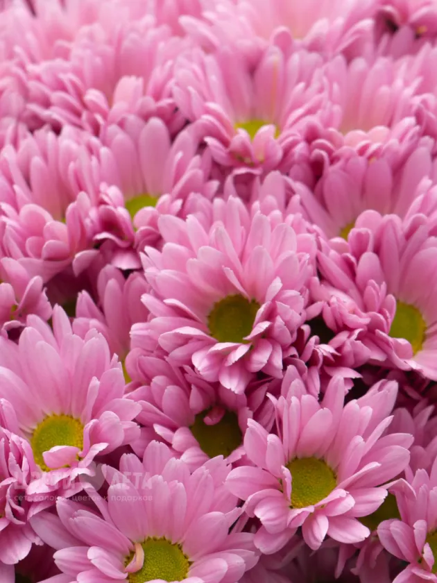 Букет: &laquo;Розовая Ромашковая Хризантема&raquo;