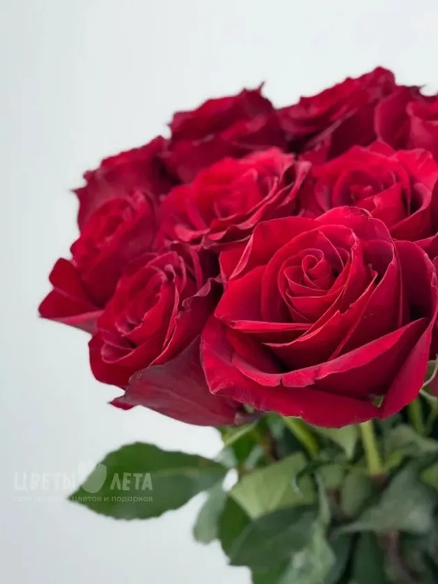 Букет из 101 розы &laquo;Эксплоер&raquo; 60см