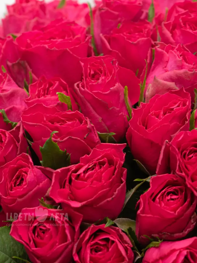 Монобукет: 101 Ярко-Розовая Роза Кения 45см