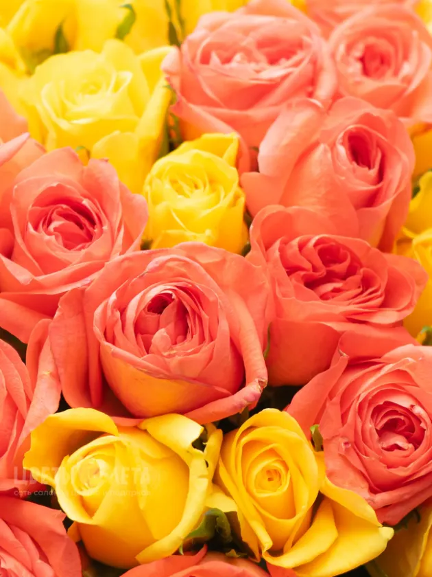 Букет Микс Яркая Роза Кения 45см