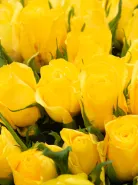 Букет: 51 Желтая Роза Кения 45см