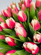 Букет: &laquo;Тюльпан с розовой каемкой&raquo;