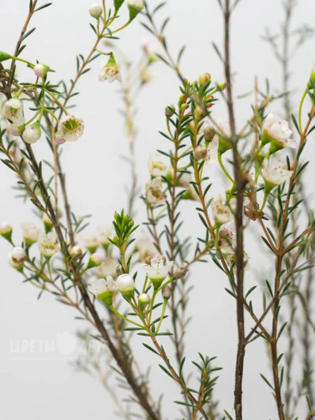 Ваксфлауэр