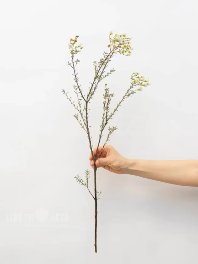 Ваксфлауэр