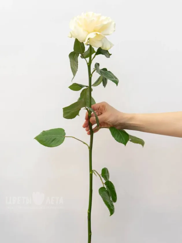 Ажурная Роза 