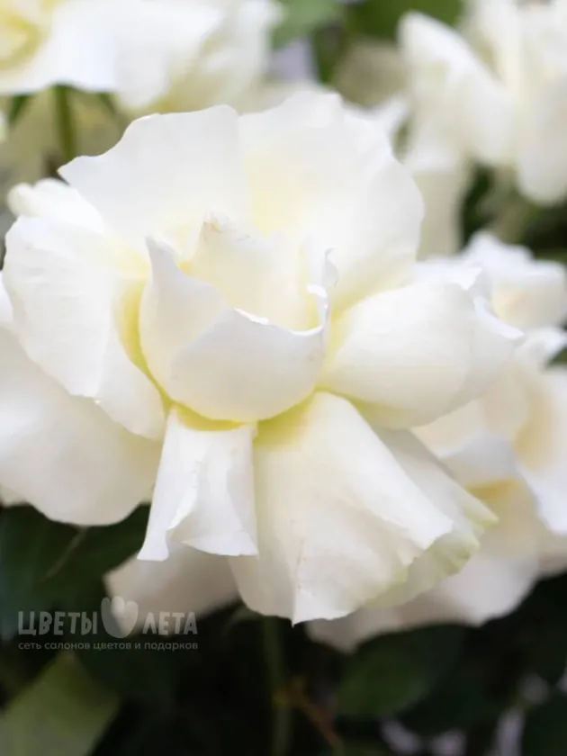 Ажурная Роза 