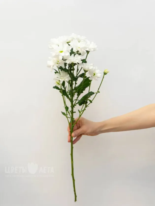 Хризантема Ромашковая 