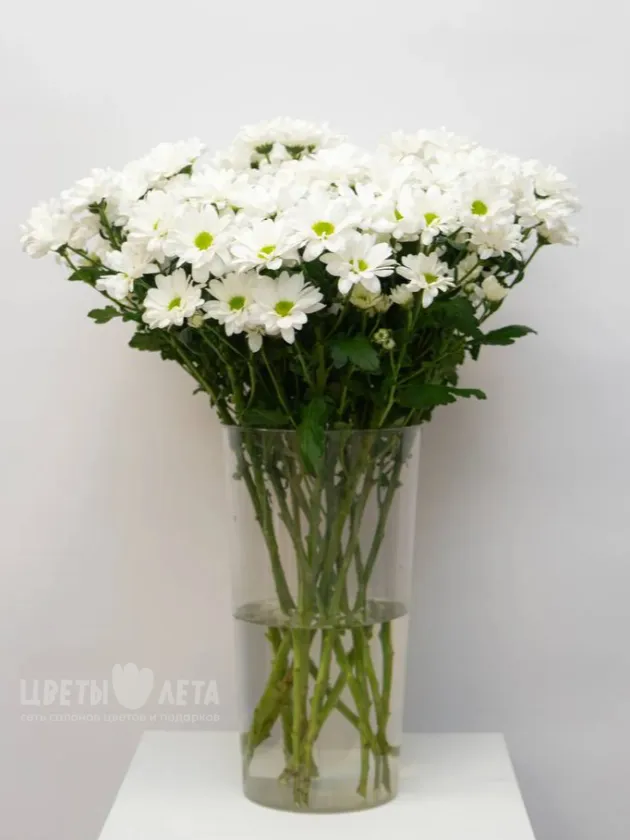 Хризантема Ромашковая 