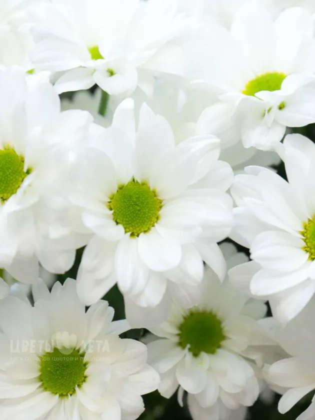 Хризантема Ромашковая 