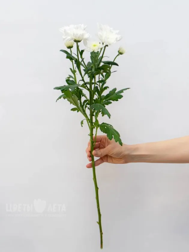 Хризантема Балтика 